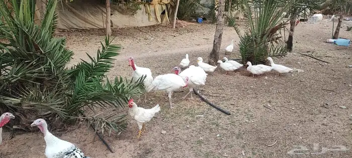 ديك ودجاج رومي 2