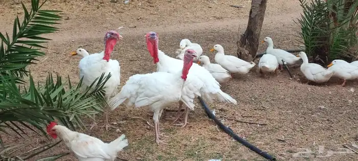 ديك ودجاج رومي 3