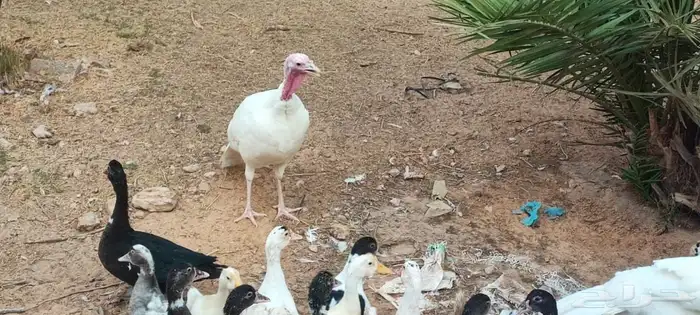 ديك ودجاج رومي 5