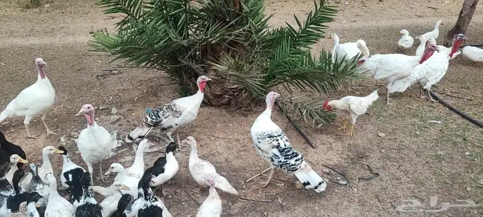 ديك ودجاج رومي 0