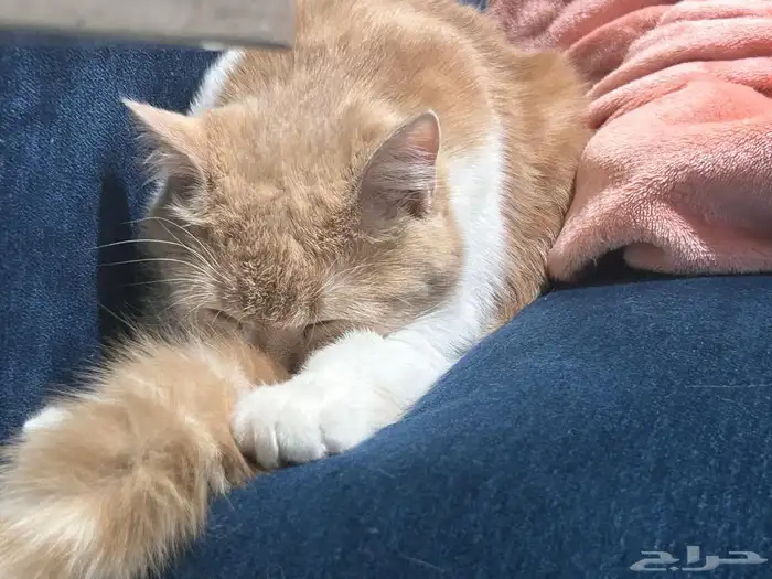 قط شيرازي للتبني 3