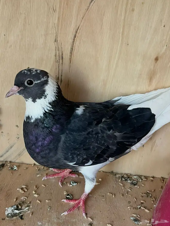 جوز قطايف وجوز باكستاتي 3