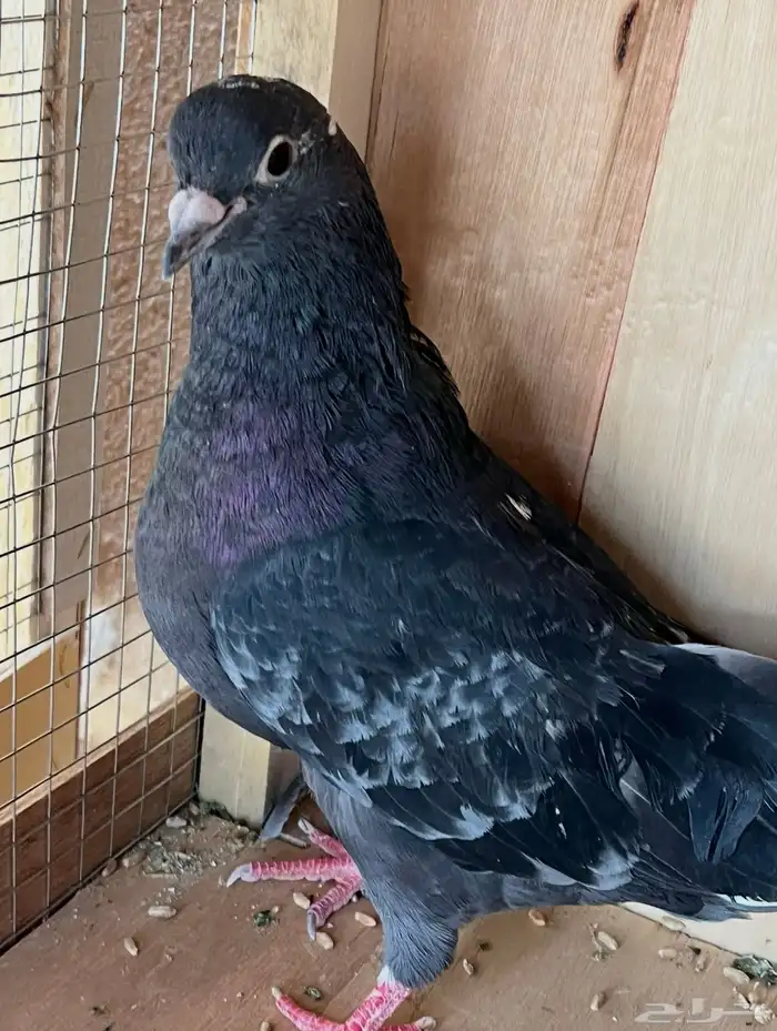 جوز قطايف وجوز باكستاتي 1