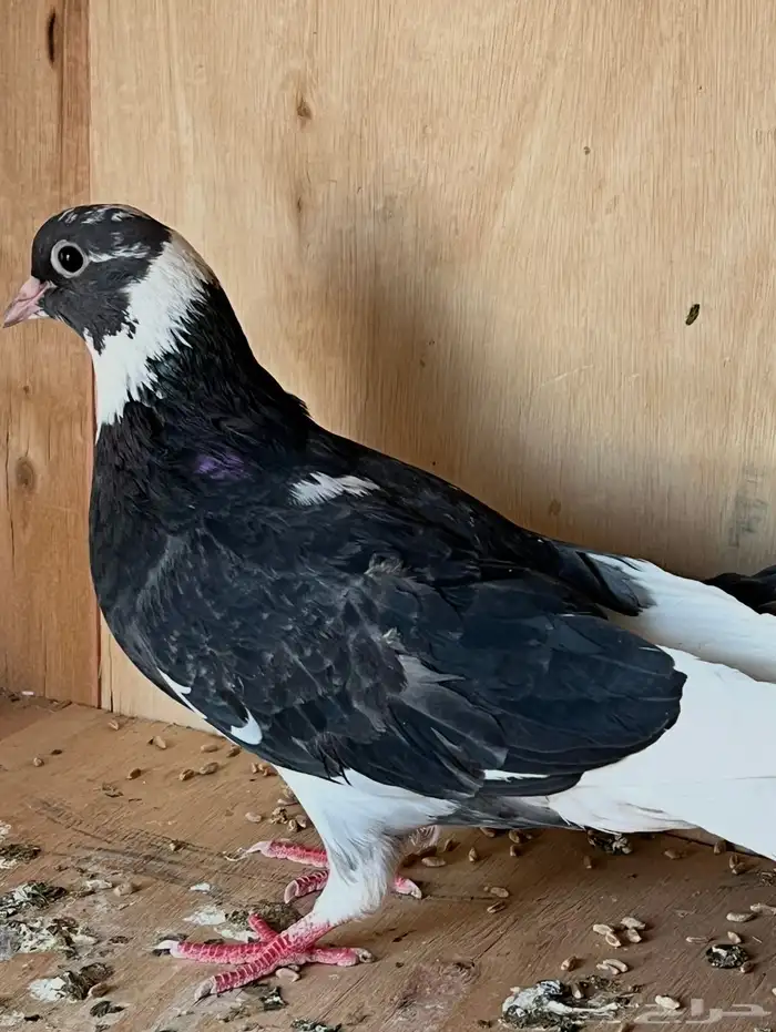 جوز قطايف وجوز باكستاتي 4