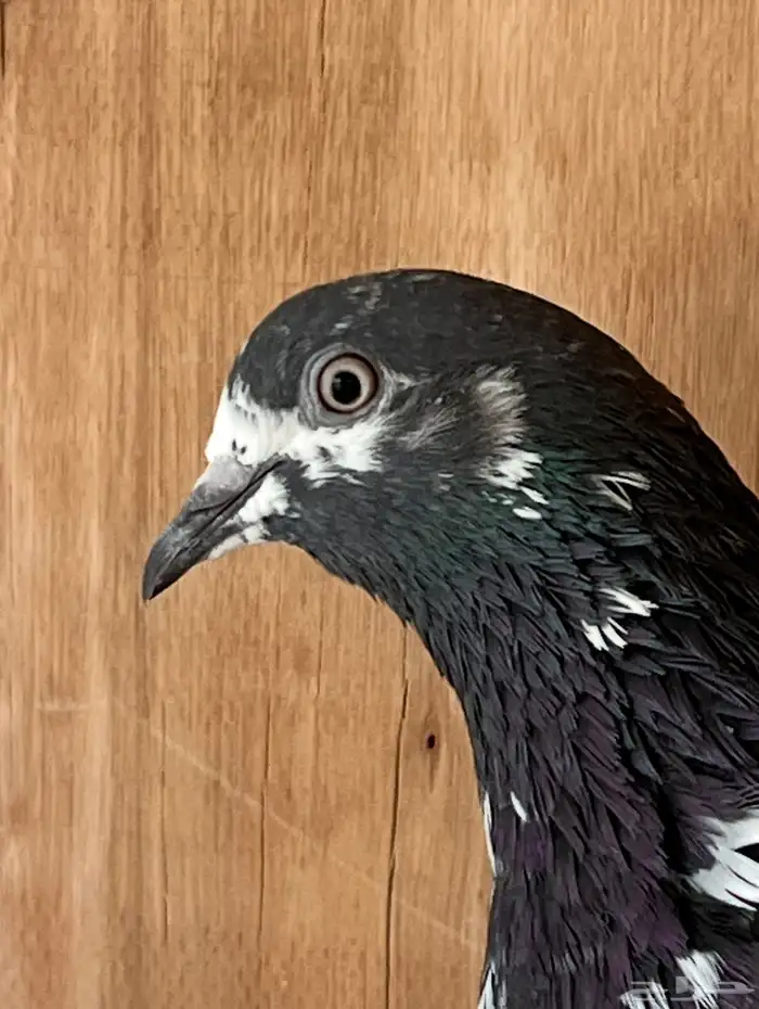 جوز قطايف وجوز باكستاتي 9