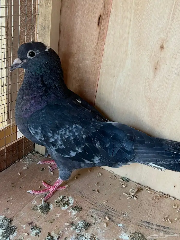 جوز قطايف وجوز باكستاتي 2