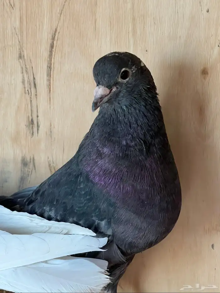 جوز قطايف وجوز باكستاتي 0