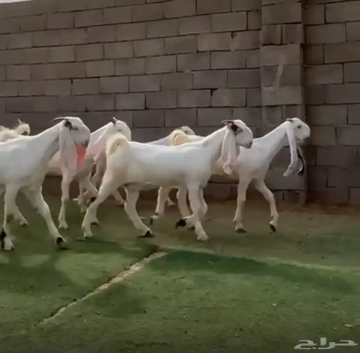 جفار نوادر بررص 0