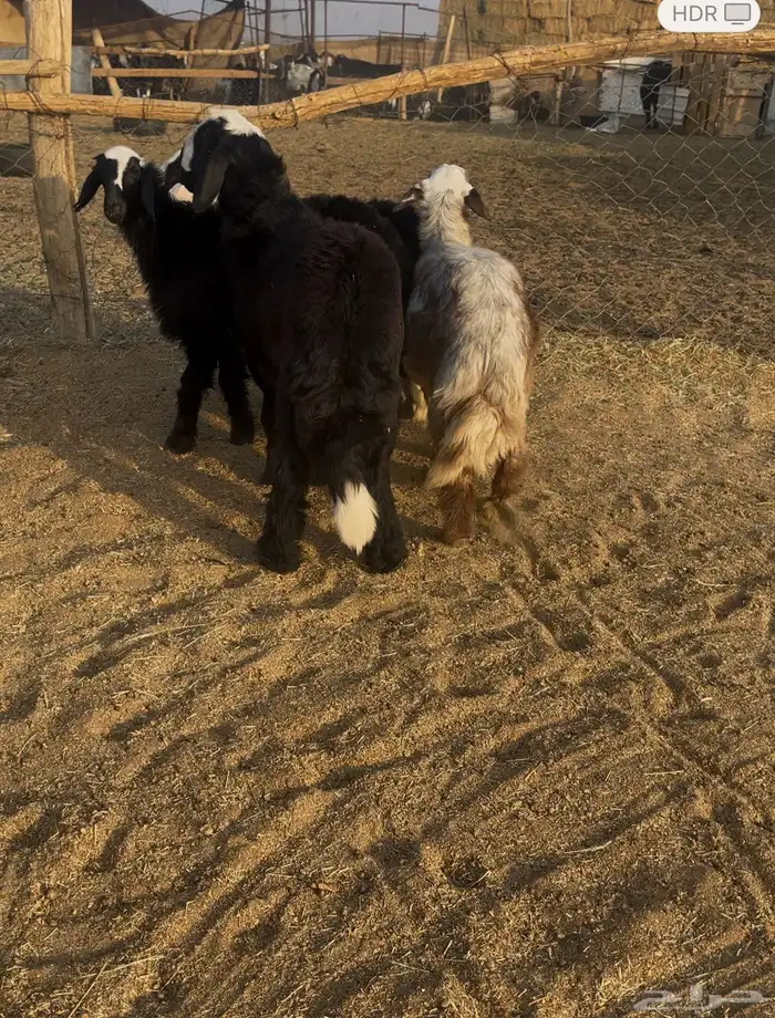 طليان نجد فيها رخل 1