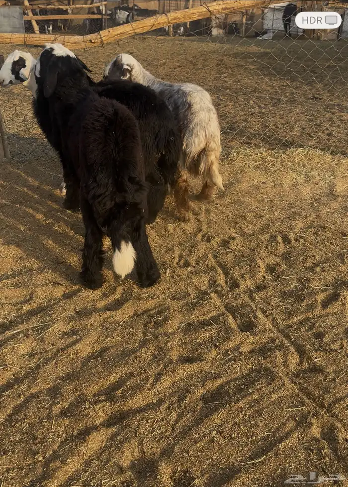 طليان نجد فيها رخل 0