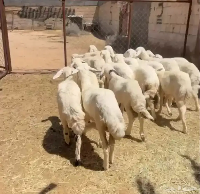تم البيييع 0