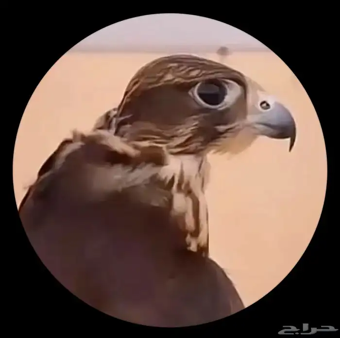 مطلوب حر صقر حر طير 0