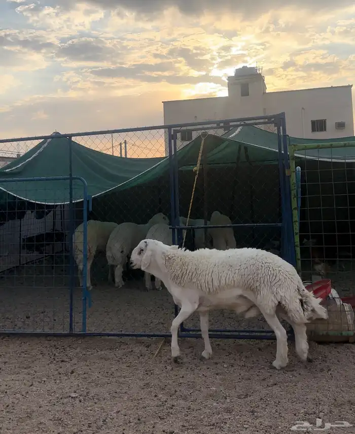 مشروع حري فاخر ( تم البيع ) 0