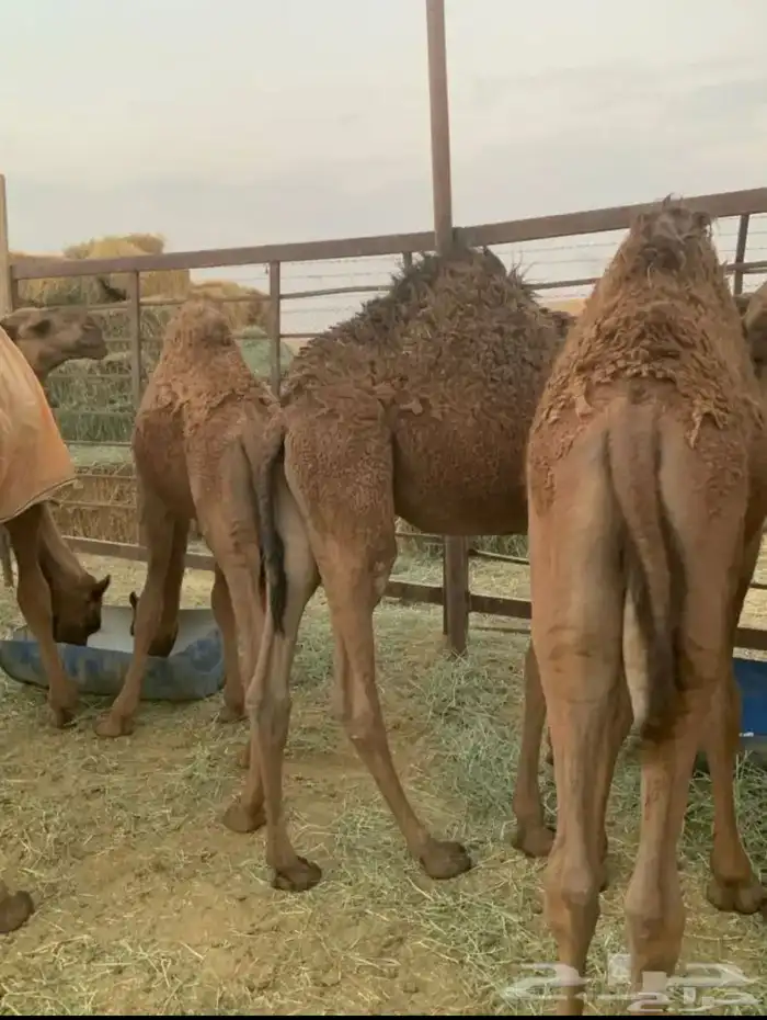 قعدان للبيع على حليب أمهاتها 1