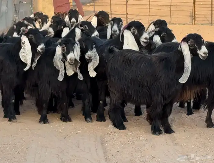 نقوة مراح عوارض جروم دفييع العدد 23 3