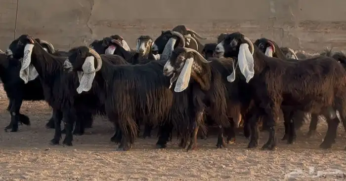 نقوة مراح عوارض جروم دفييع العدد 23 0