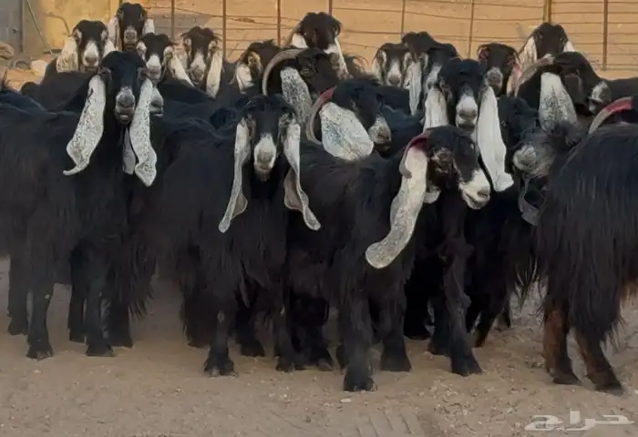 نقوة مراح عوارض جروم دفييع العدد 23 4