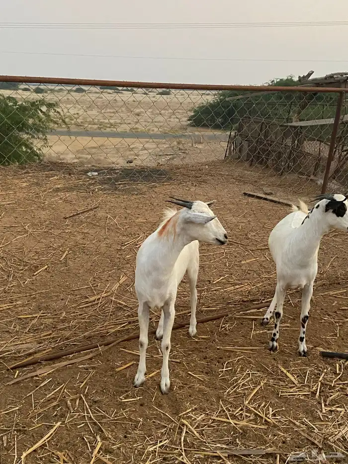 جفير بلدي للبيع 4