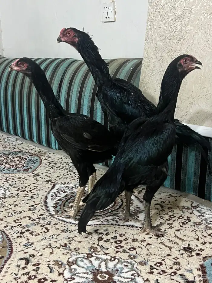 طقم دجاج شامو الماني مستوى طيب 5