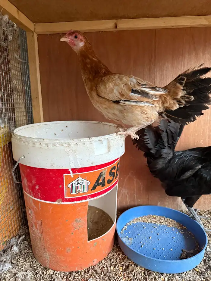 دجاج فاخر للبيع 3