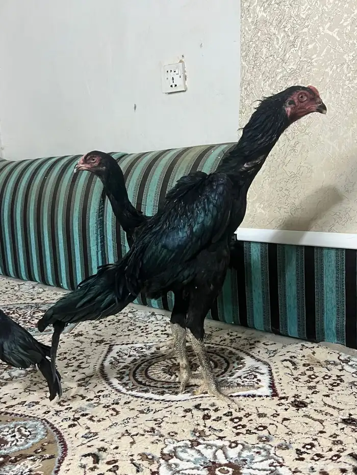 طقم دجاج شامو الماني مستوى طيب 4