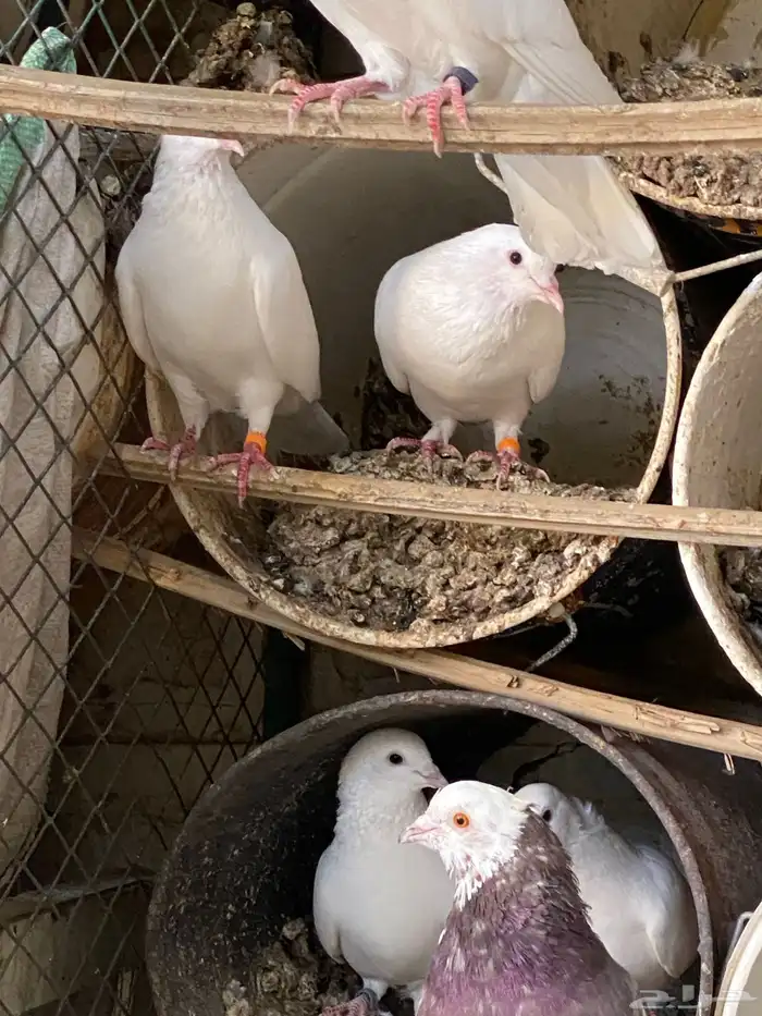 حمام مشكل مفروز 3