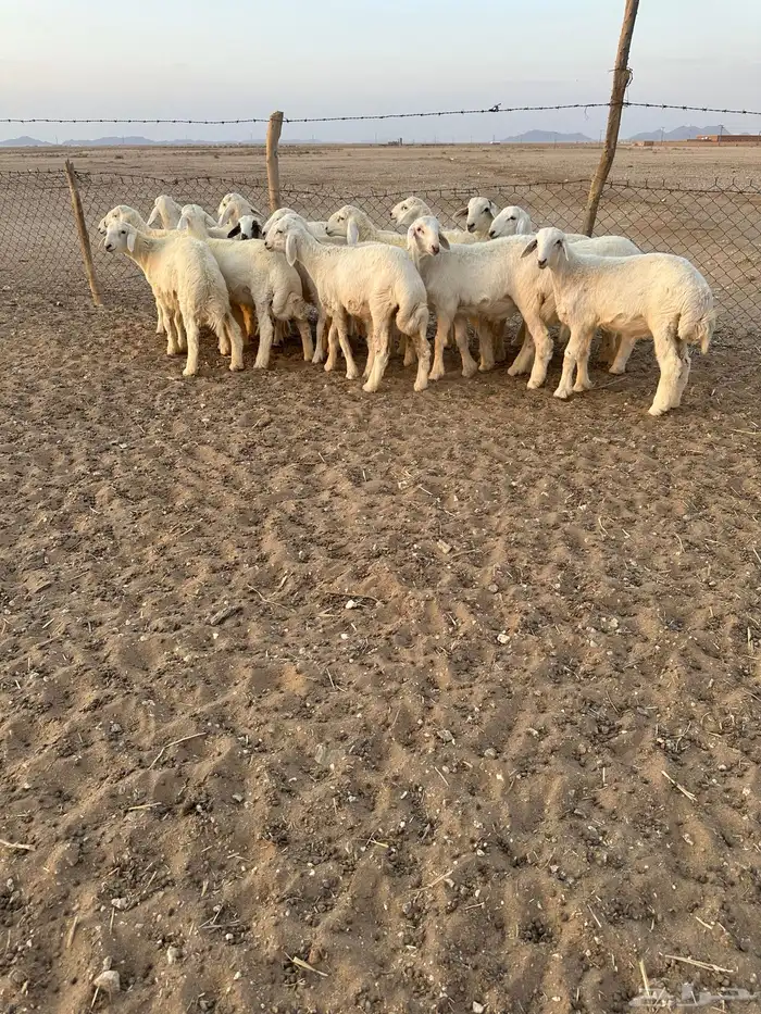 خرفان حري 1