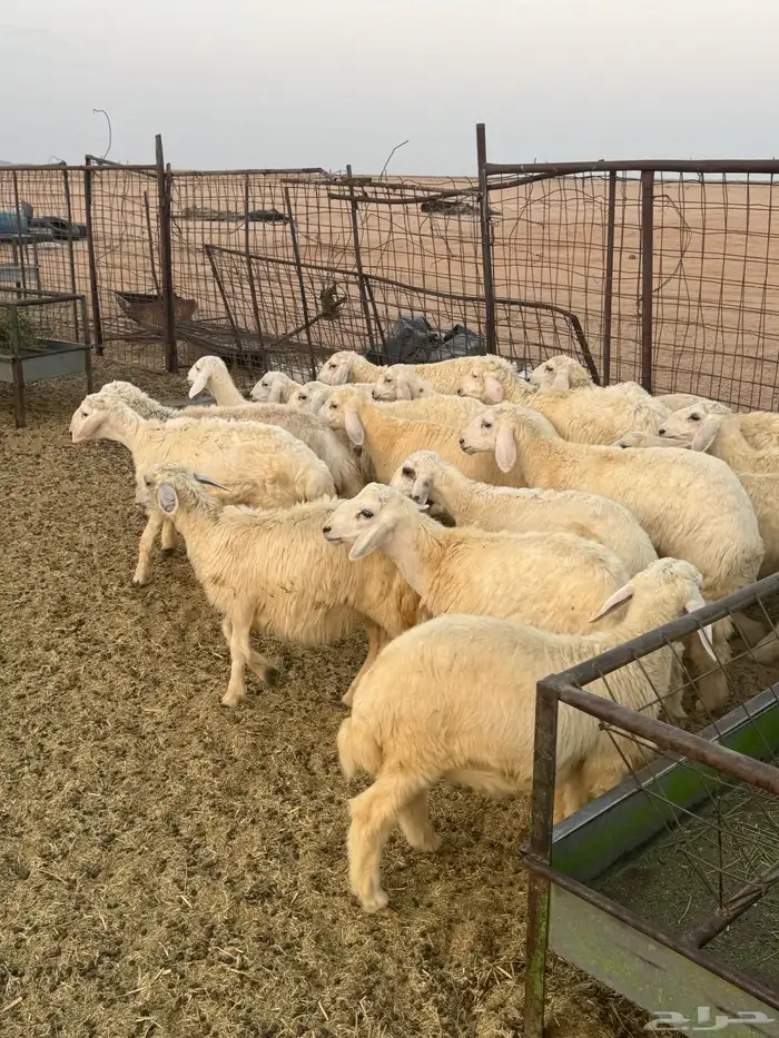 للبيع بهم حري 3