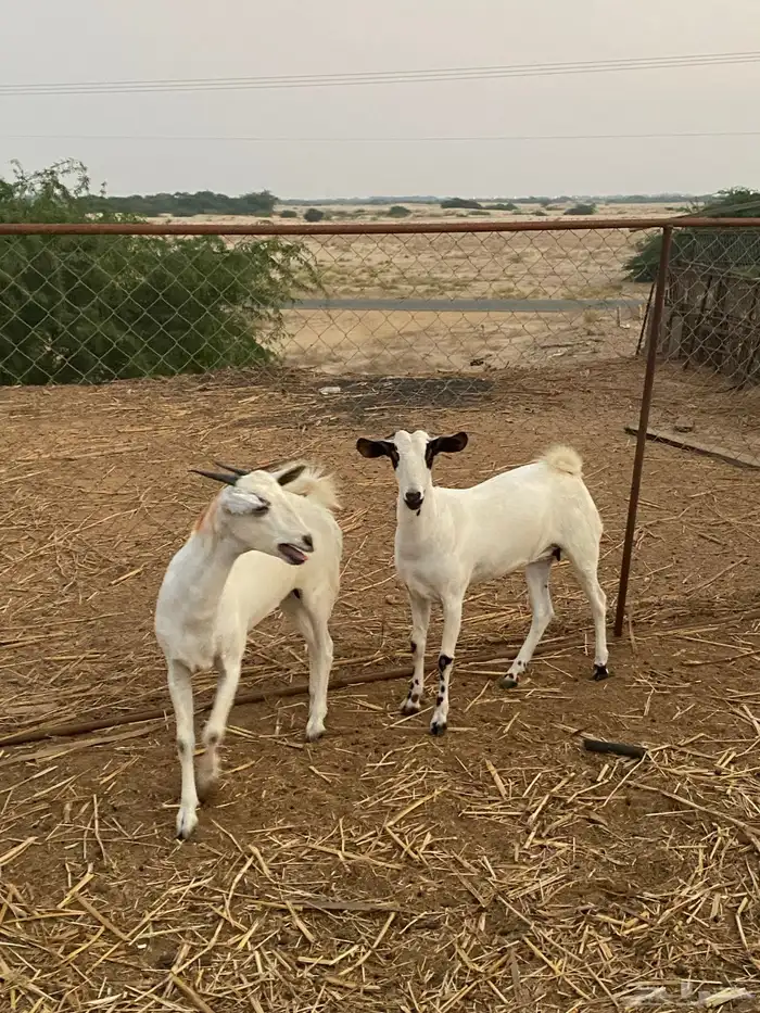 جفير بلدي للبيع 1