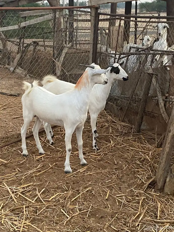 جفير بلدي للبيع 0