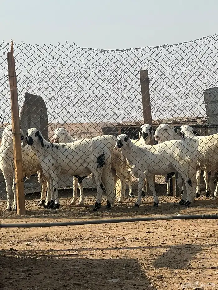 سواكن مرابي وشرط الجوده باللحم 0