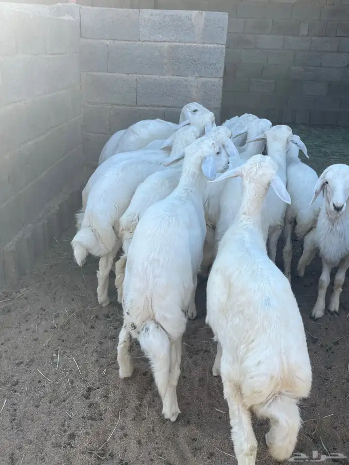 بهم فواخرر تم البيع 4