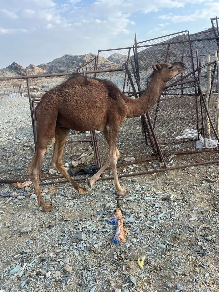 للبيع قعود 10