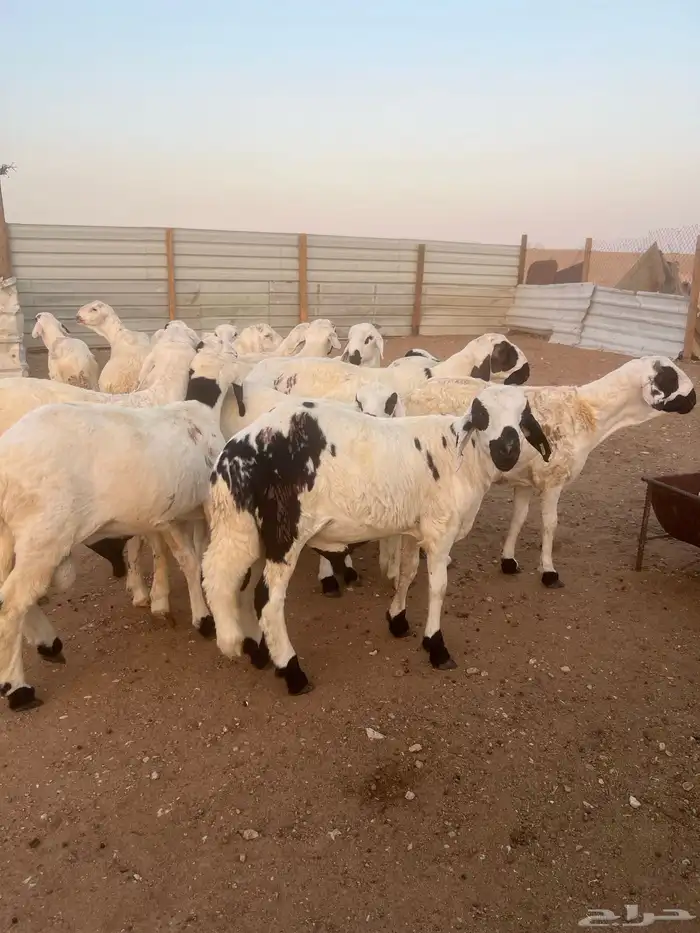 سواكن شبيه الحري مرابي وفل شحم ووزن 2