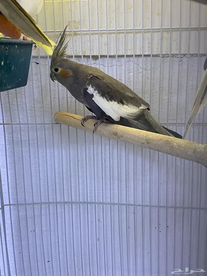 اناثي كروان منتجه 1