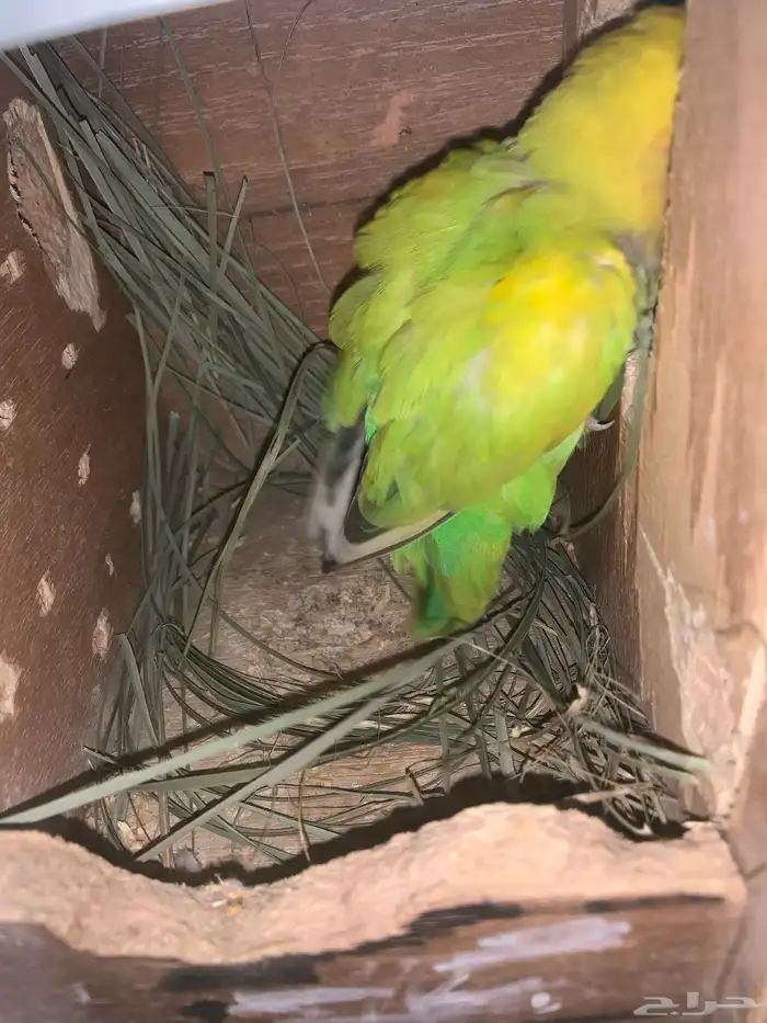 عندي جوز روز للبيع 1