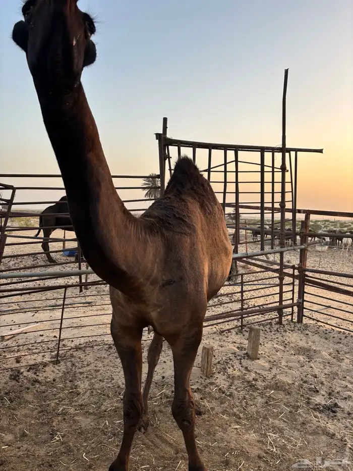 قعود للبيع 5