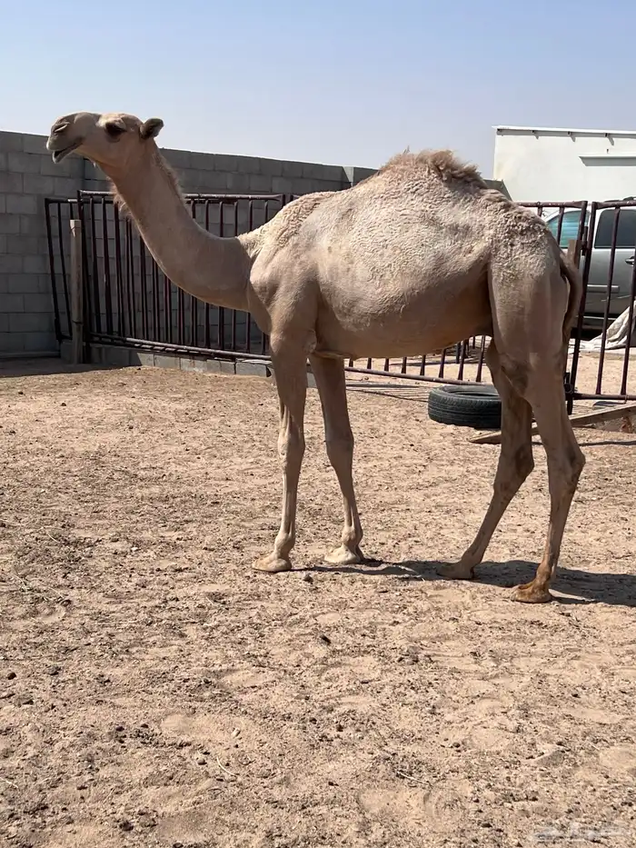 قعود باتلي 0