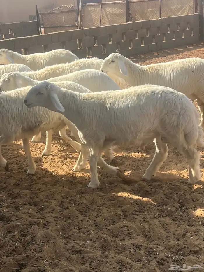 طليان حري عدد 27 نوعيه فاخره درجه أولى 3