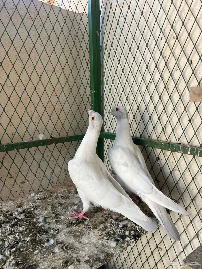 قراقطه ( تم البيع ) 0