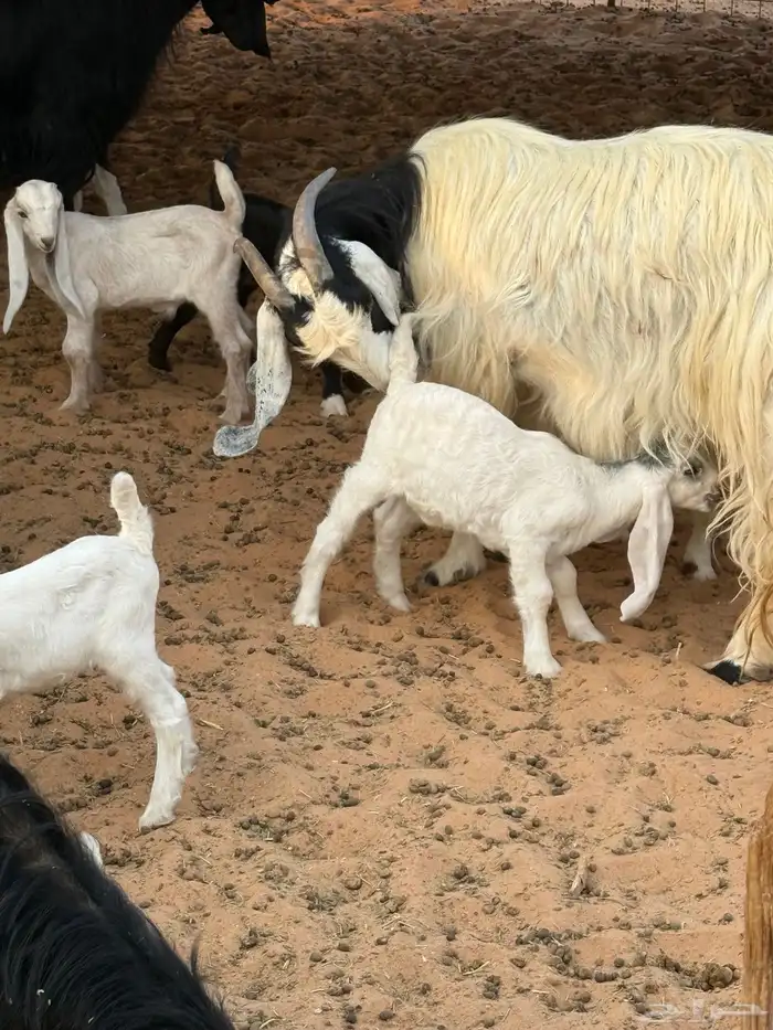 ماعز عوارض مطوره مواليد 2