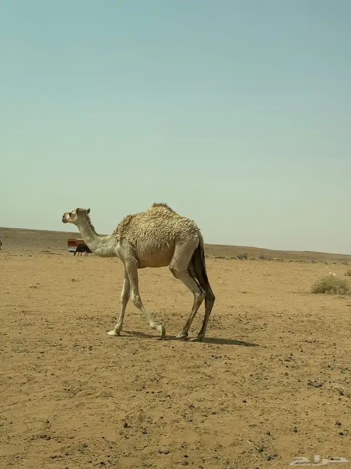 للبيع بكره 2