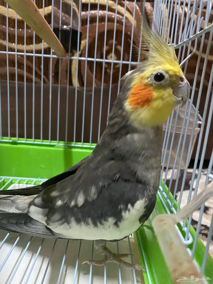 كروان ذكر تغريد 0