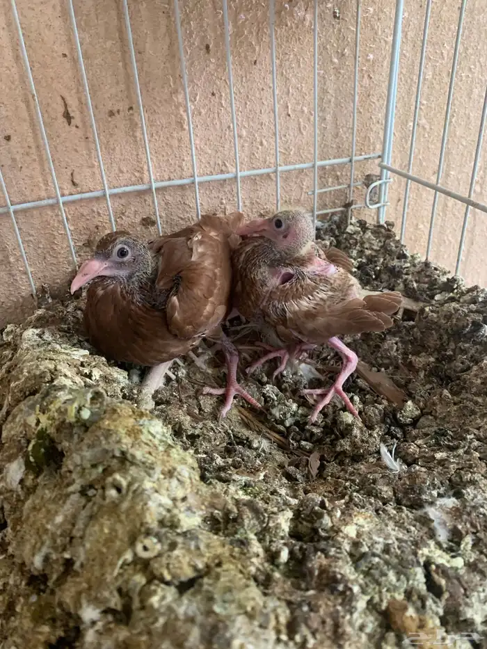 حمام سوري دنش ازواج منتجات 2