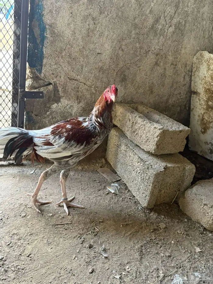 ديك سندي للبيع 4