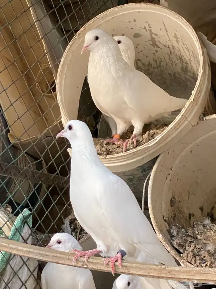 حمام مشكل مفروز 0