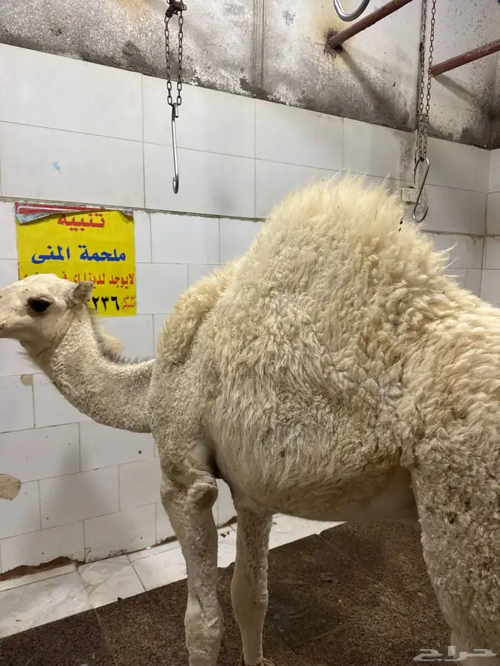 حاشي لباني ثمين عمره خمس شهور لباني شرط والطعم تحدي 0