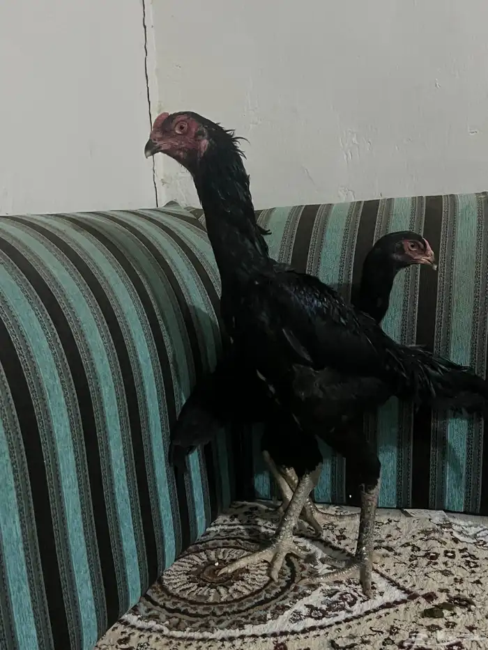 طقم دجاج شامو الماني مستوى طيب 2