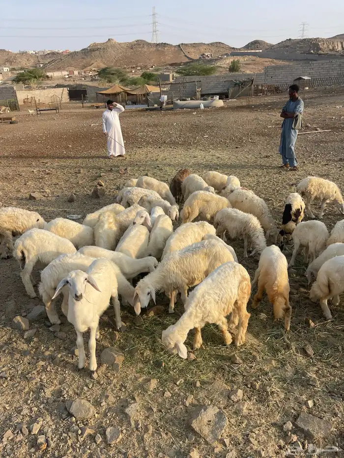 طليان ورخال 4