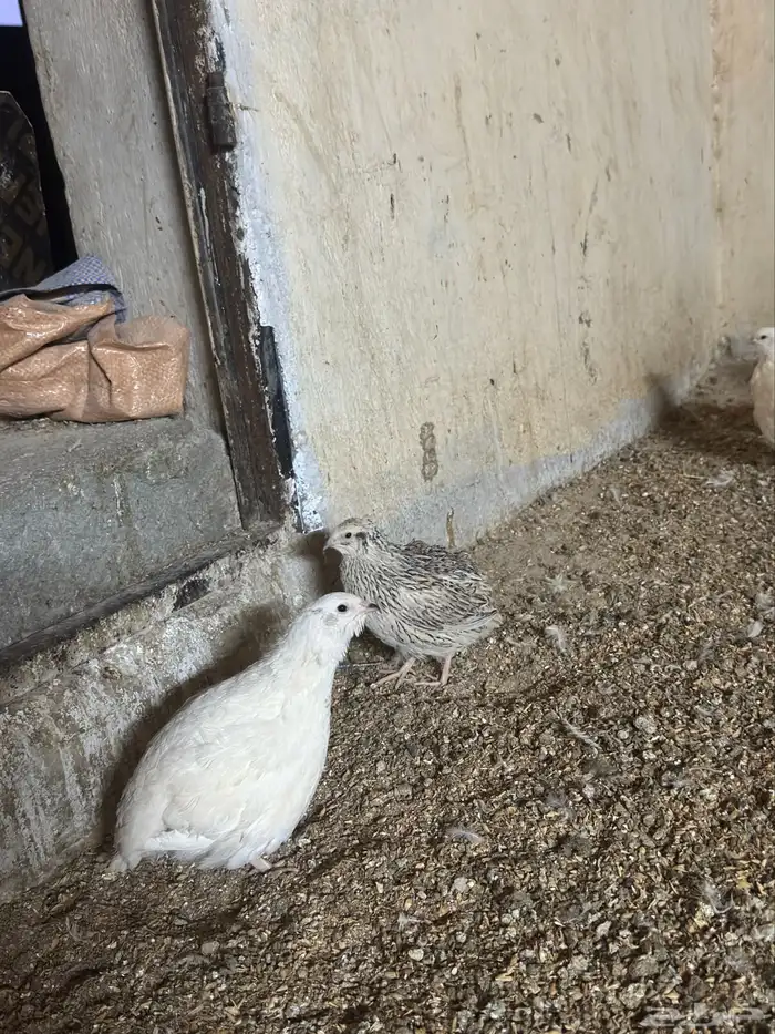 بيض سمان تكساس الجامبو 2